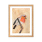 Red Breasted Wren Framed matte paper poster