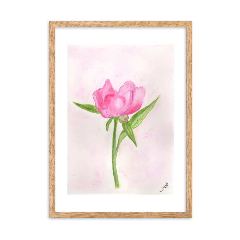 Pink Peony Framed matte paper poster